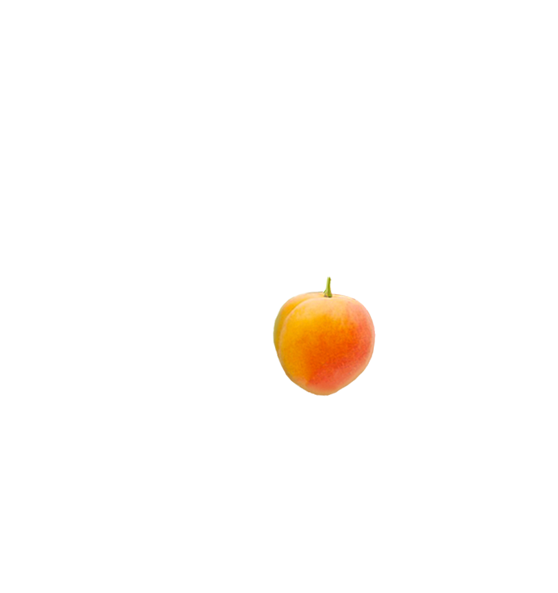 apricot-branch-animation