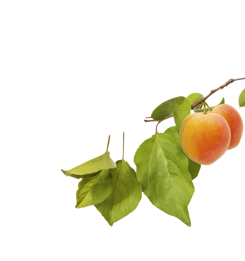 apricot-branch-animation