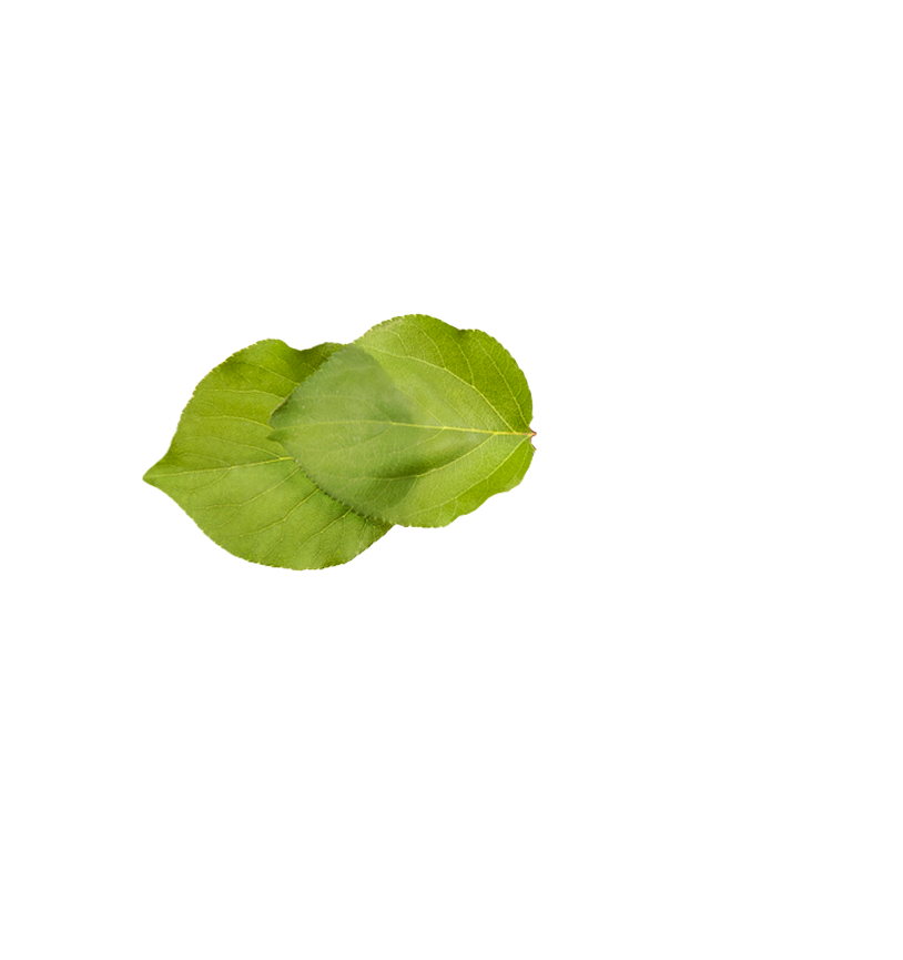 apricot-branch-animation