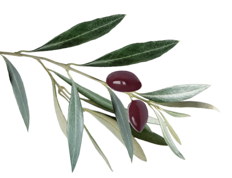 olive-branch-animation